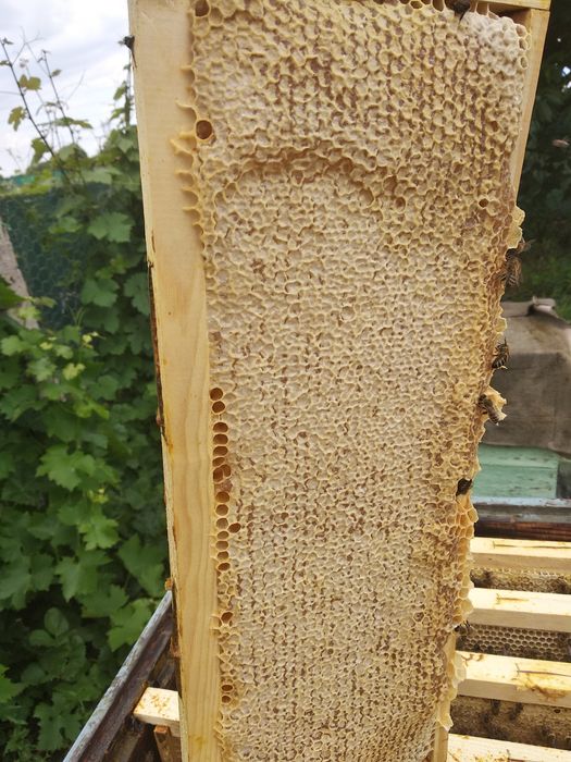 Пчелен Мед в Пита.