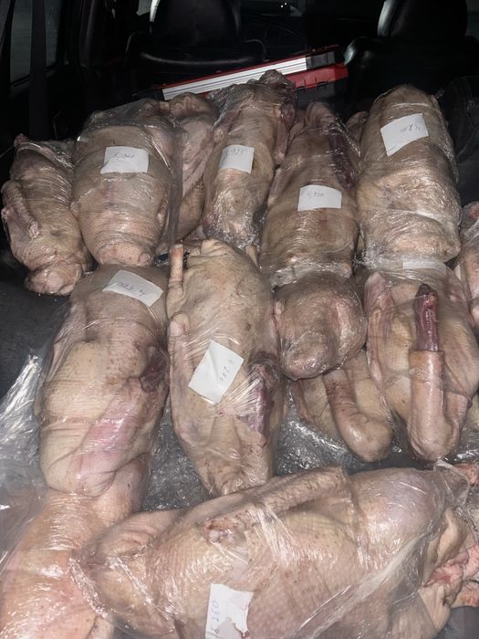 Гуси домашние Гусь