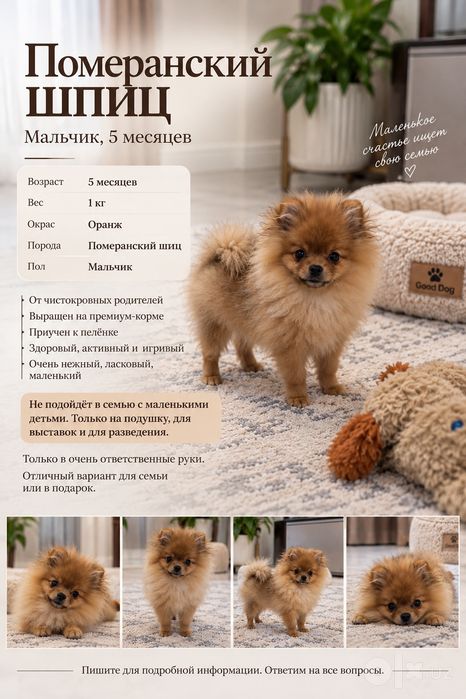 Померанский шпиц