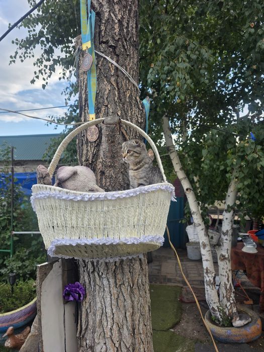 Продам котята 4 месяца британские