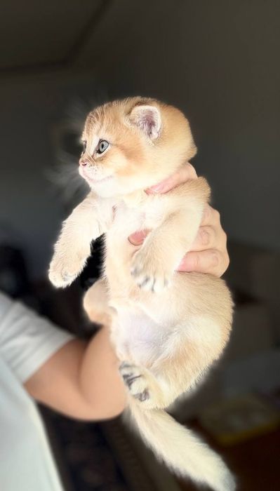 Золотая шиншилла