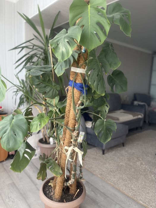 Пальмы для офиса и дома .