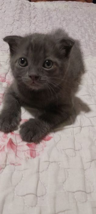 Продаётся котята ждут своих добрых хозяев