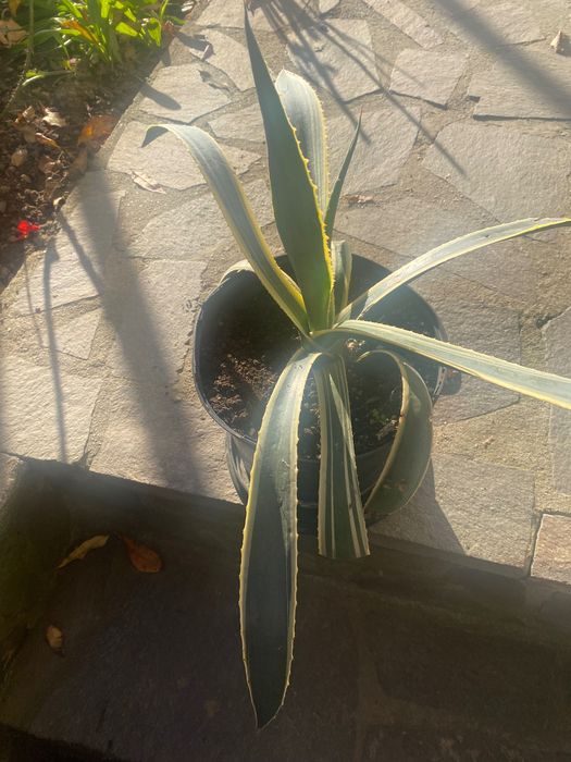 Vând floare Aloe Vera