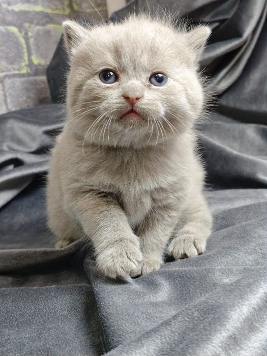 Продам шотландских котяток