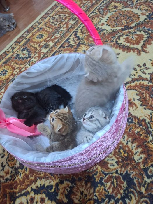 Продам маленьких котят в добрые руки !