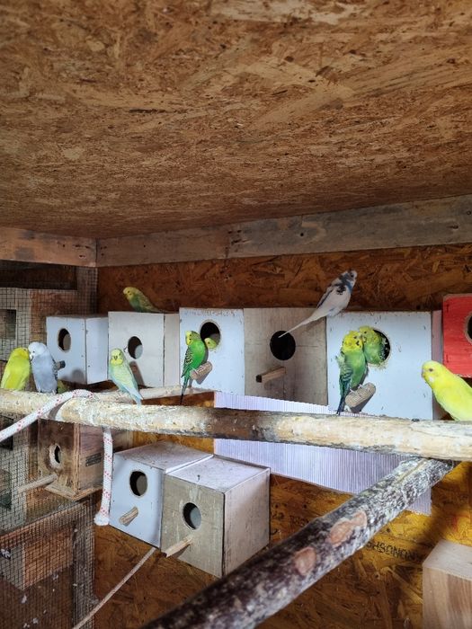 Papagali,perusi,nimfe,agapornis