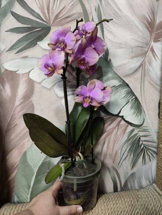 Орхидеи в подарок