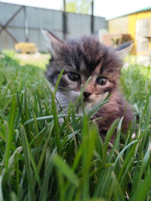 Бесплатно отдам котёнка