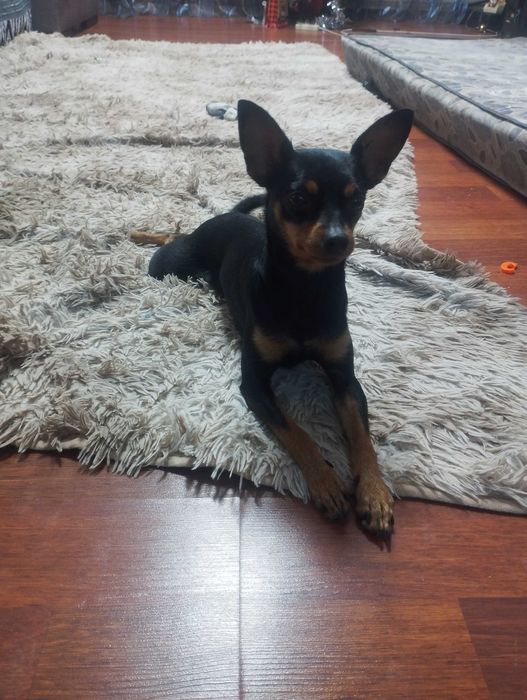 Продам тойтерьера