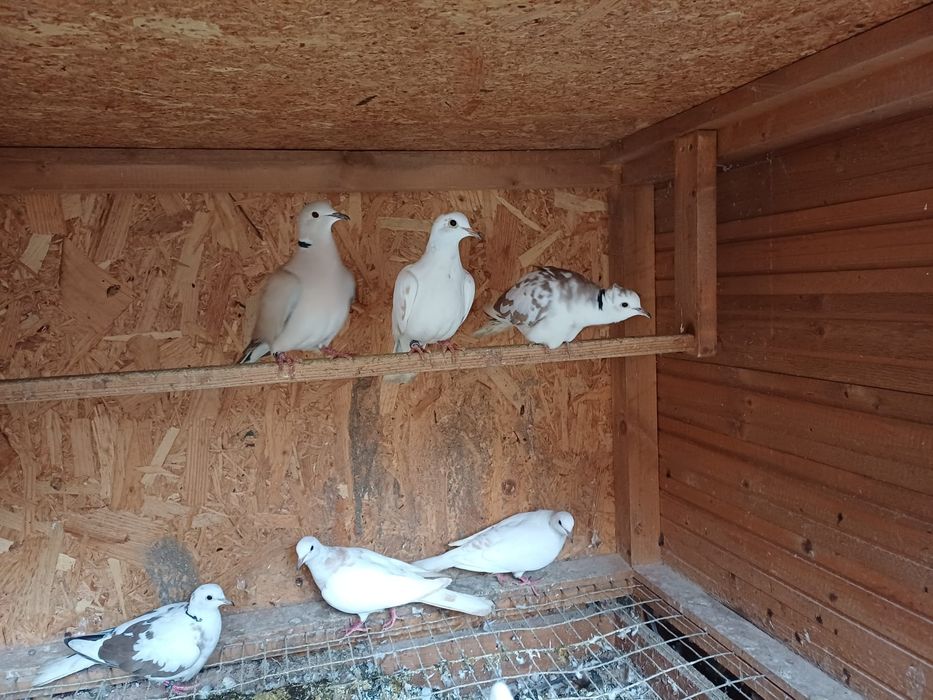 Turturele râzatoare