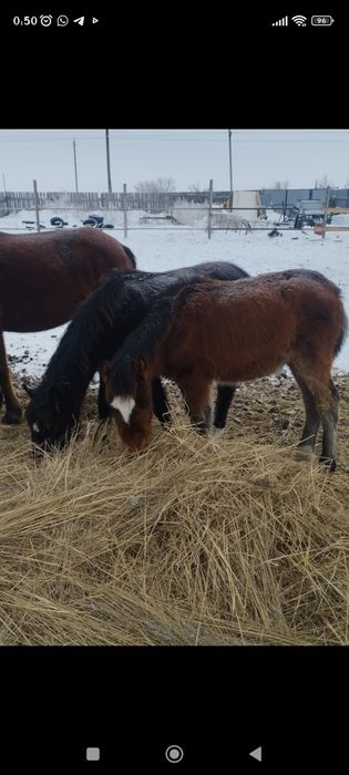 Жеребчики 2025 г