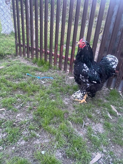 Cocoși de rasă!.
