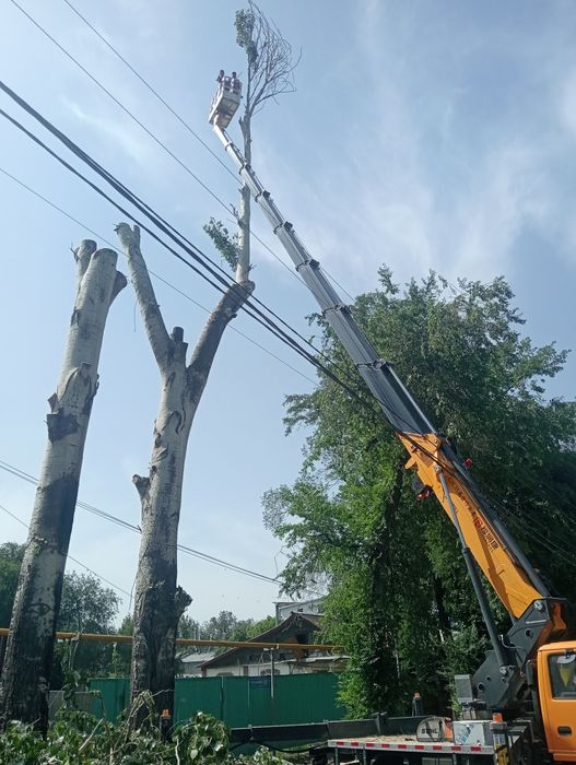 Спилим деревя от 5000тг