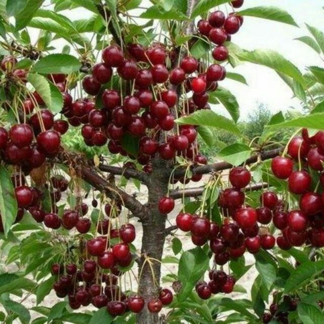 Кощет арзан багада бори туриден бар