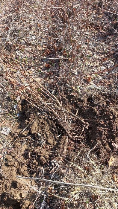 Taypi uzum ko'chatlar