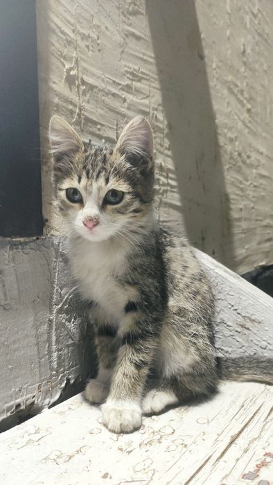 Отдам  котят в добрые руки