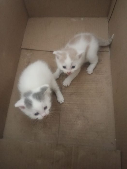 Отдам бесплатно котят