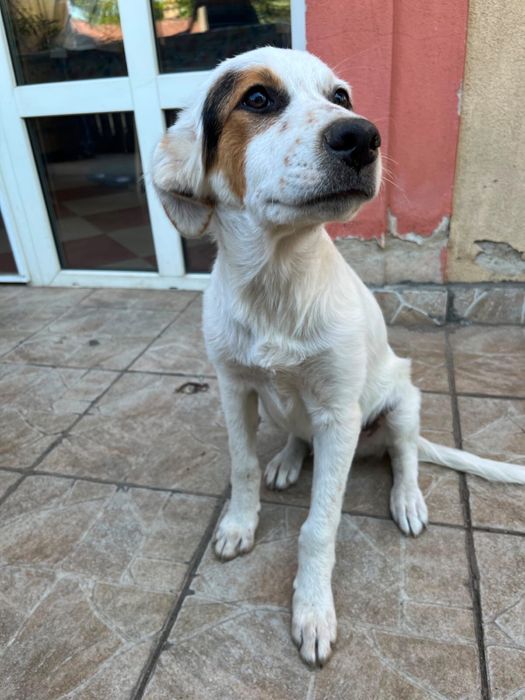 Adoptii catei Bucuresti