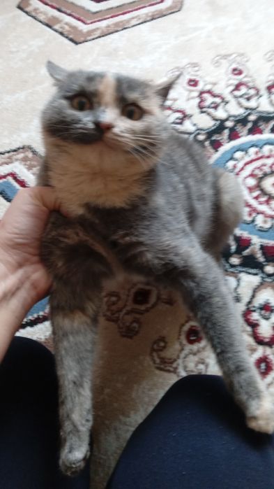 Отдам в добрые руки