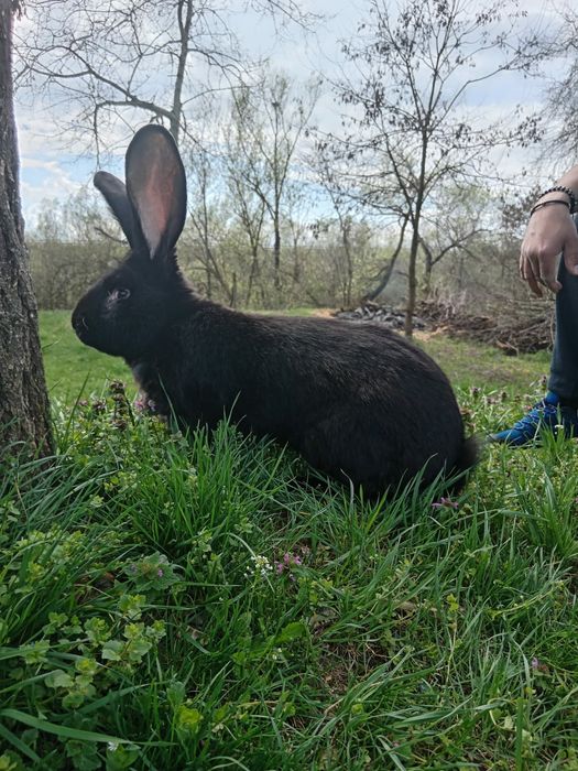 Iepuri maturi si pui deparazitati si vaccinati