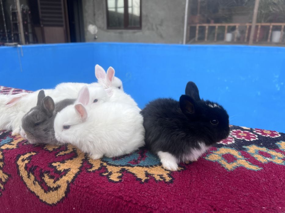 Кролики Дикоротивные