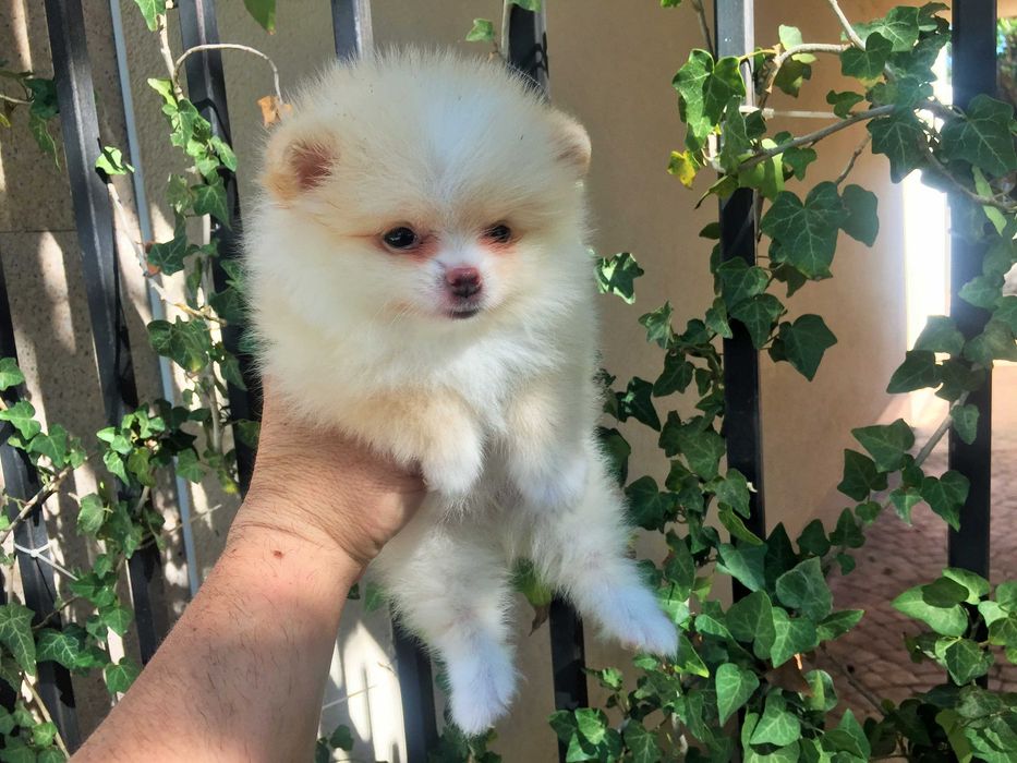 Померани мини Померанчета