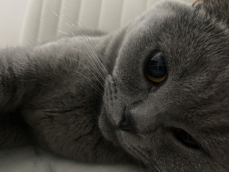Британские короткошёрстные котята.