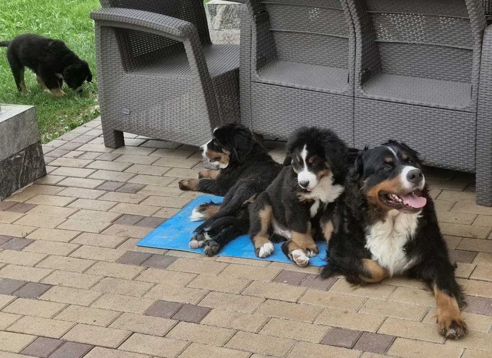 3 femele Ciobănesc de Berna - Pedigree UCHR