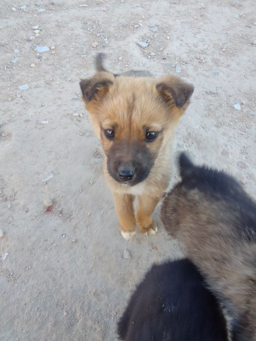 Отдам в хорошие руки