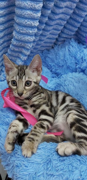 ЭЛИТНОЕ Серебро- Бенгальские