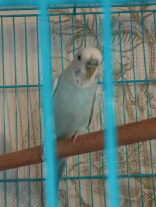 Попугай спокойной