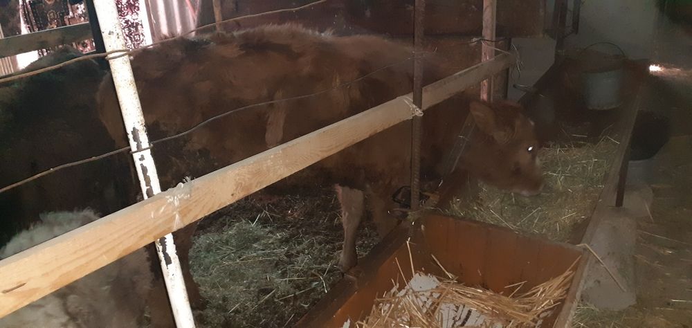 Таначалар Гуножинчалар бор