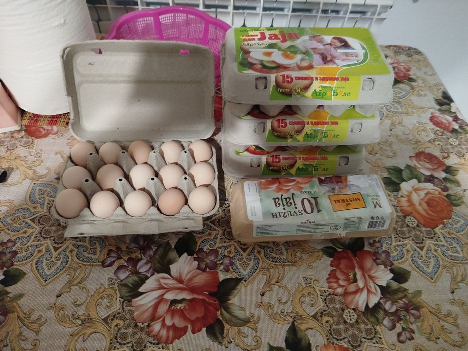 Oua pentru incubație găini Australorp