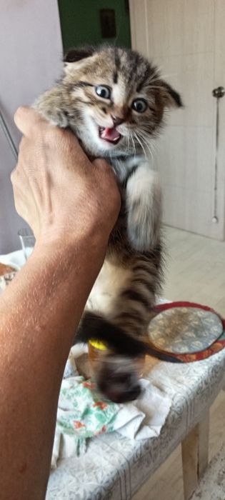 Отдам Котенка, мальчик