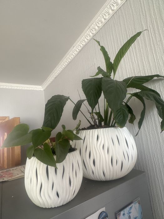 цветы долларовое дерево