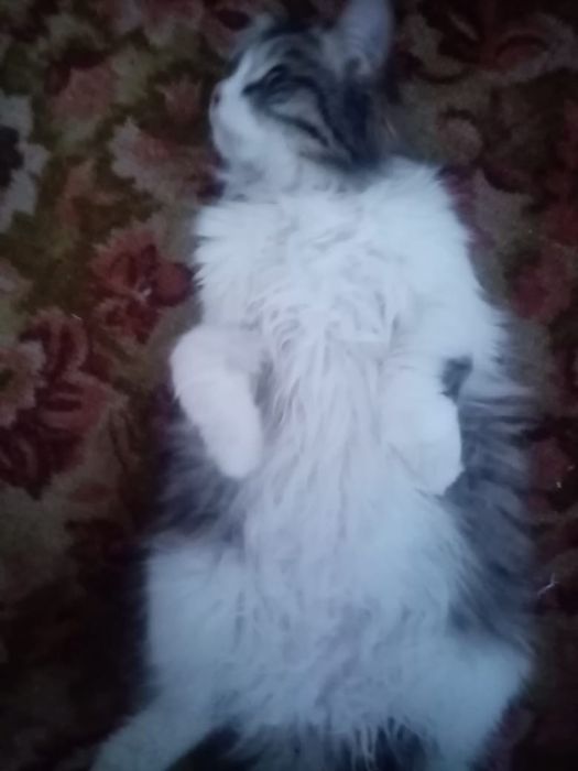 Отдам 2 котика  в добрые руки