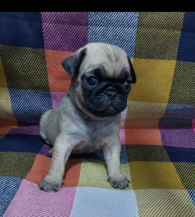 Очаровательные щенки мопса.