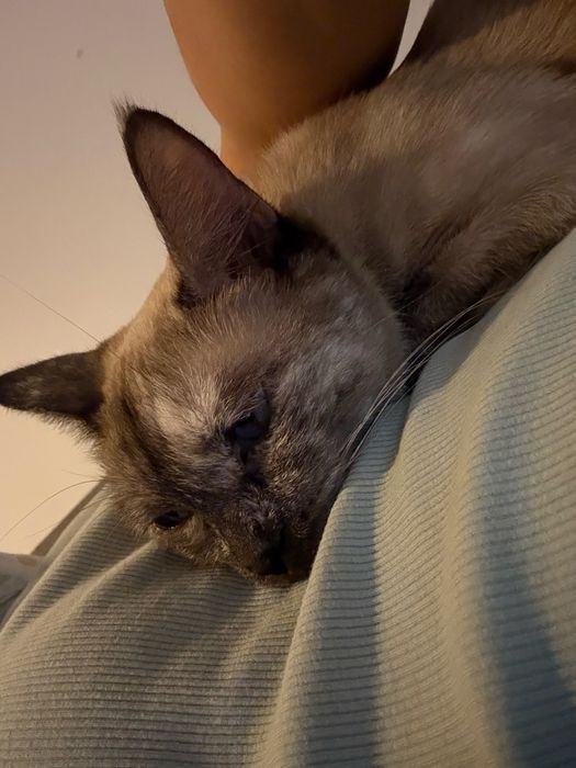 Кошка в добрые руки