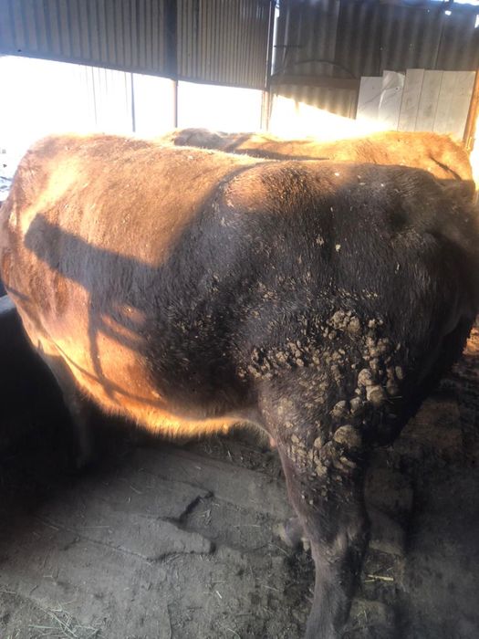 Продаётся Коровы