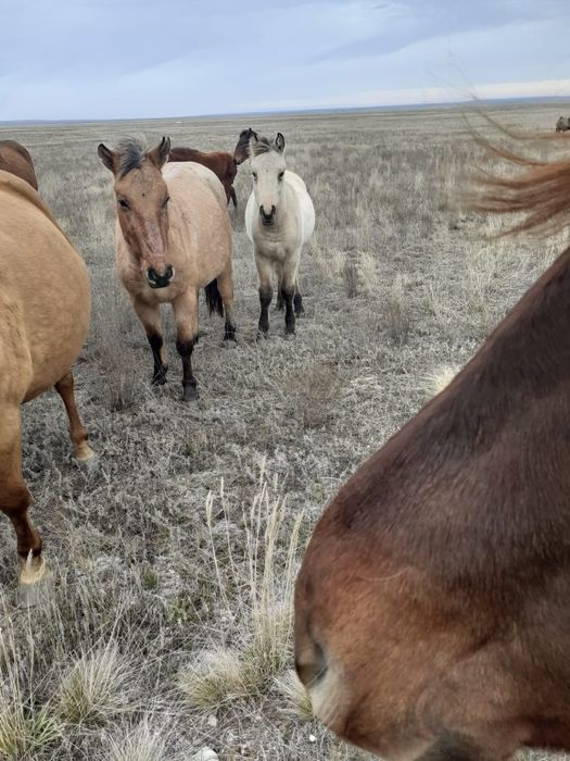 Жабағы, тай, биелер сатылады