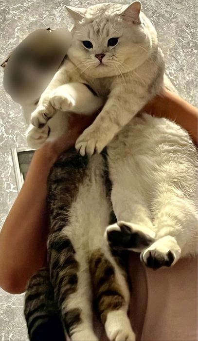 Vyazka uchun Британский шиншилла Шадед силвер Ny12