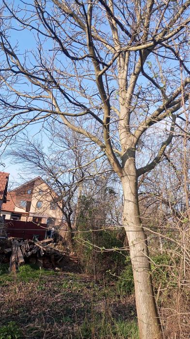 6 nuci si un cires de vinzare pret 6000 lei negociabil