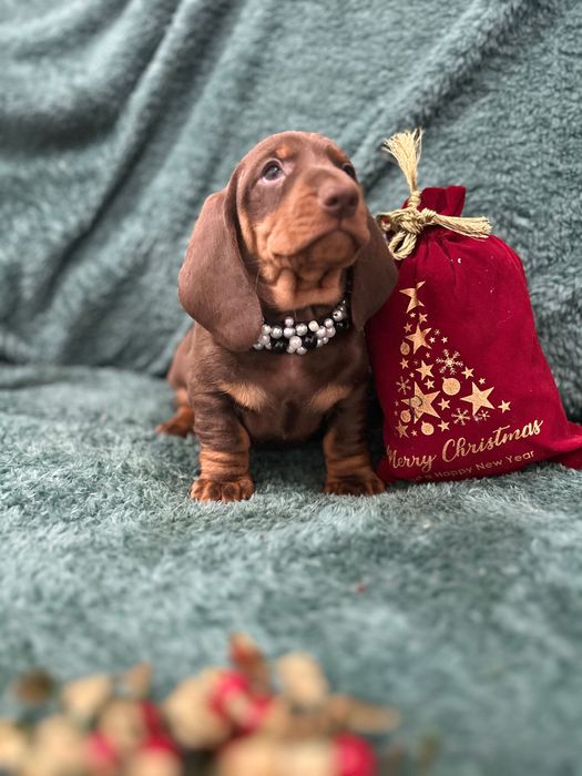 Catel teckel din parinti cu Pedigree FCI