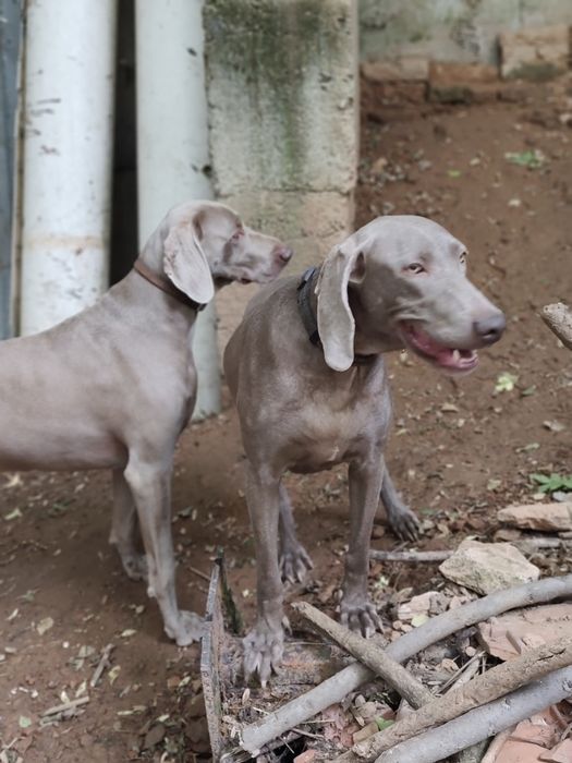 Ваймаранери с родословие