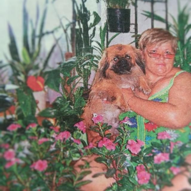 Цветочный рай (комнатные растения)