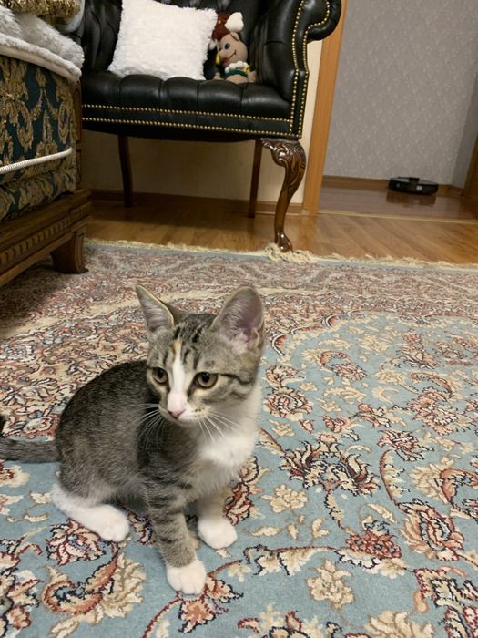 Отдам в добрые руки котенка-девочку 2,5 месяца
