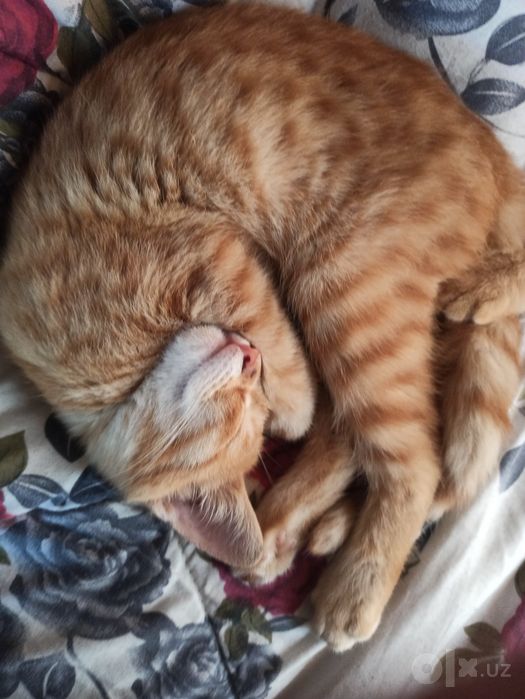 Мальчик и девочка котята