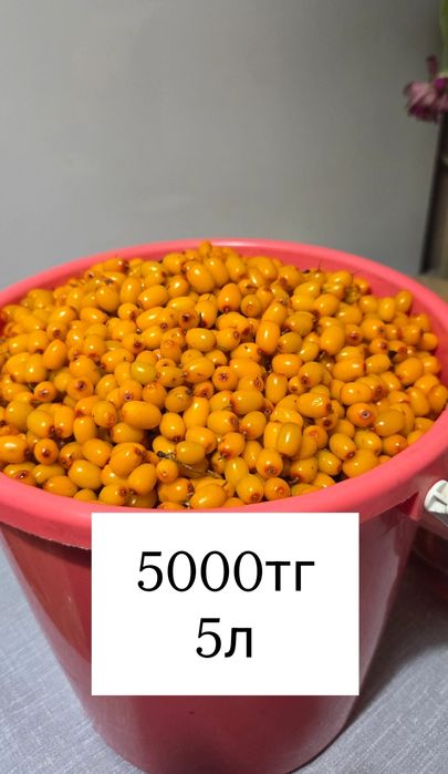 Продам ягоду облепихи