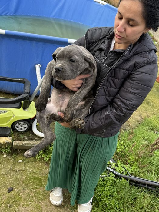 Страхотен подарък за Коледа тигровото момченце